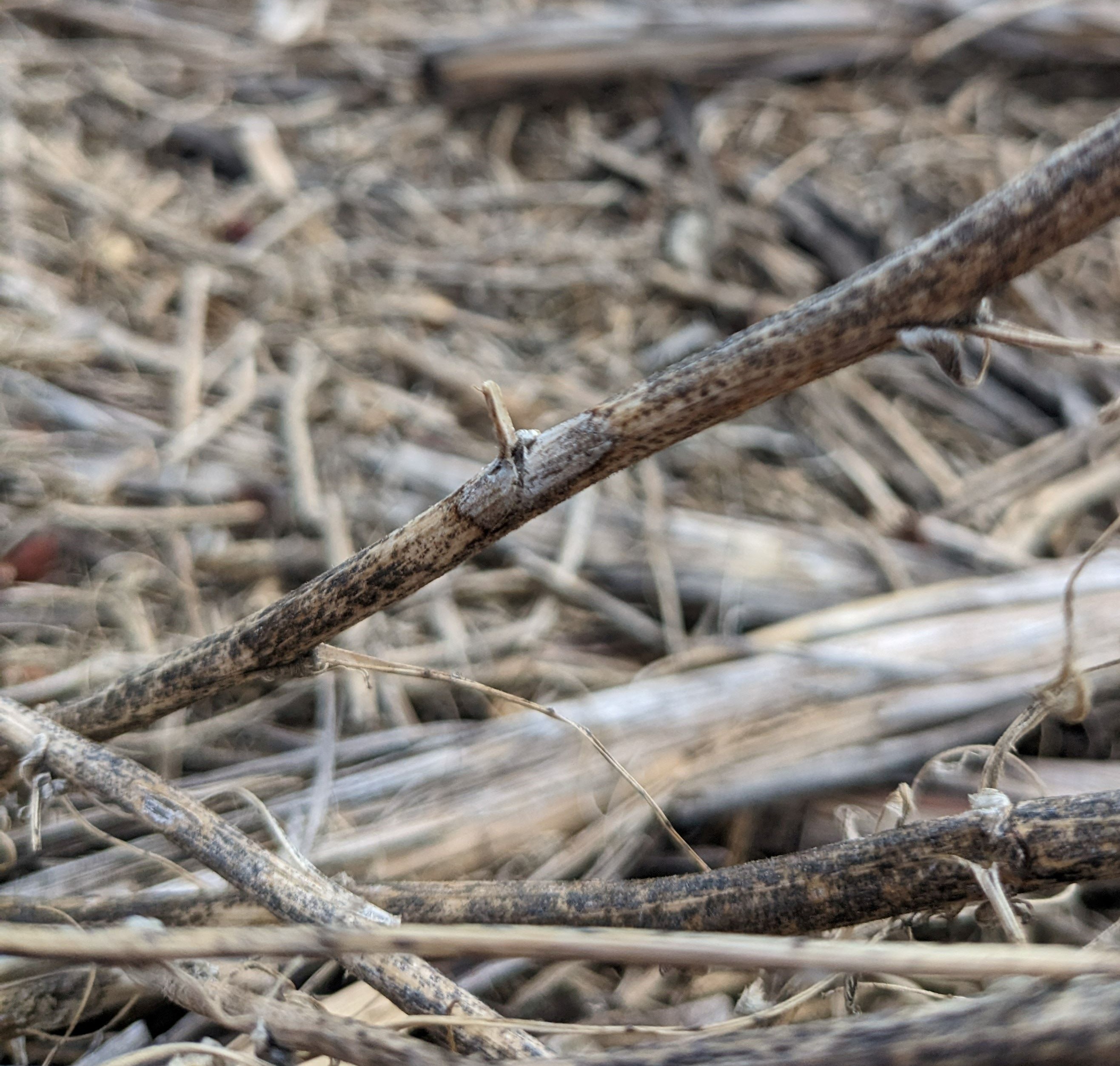 Ascochyta lesion on stubble