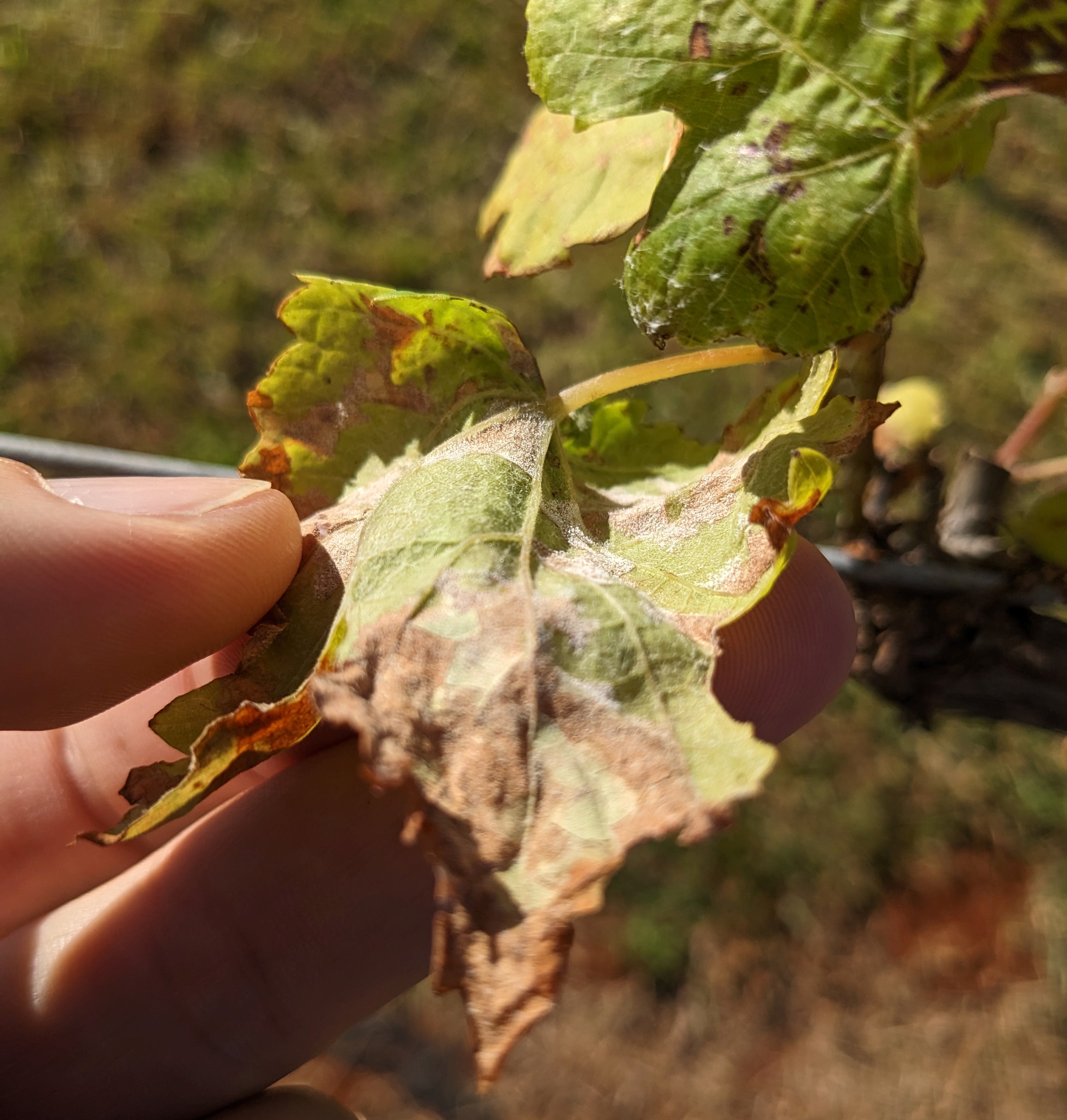 Possible downy mildew